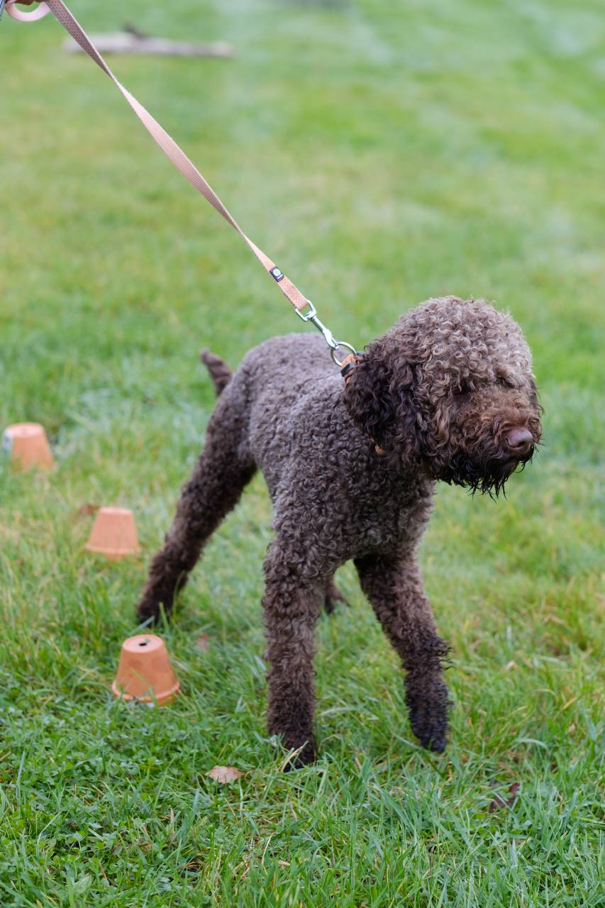 Top Sniffer